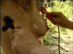 FAX-267_0005.gif