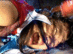JHSR-01_0016.gif