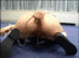 ddt-297_0014A.gif